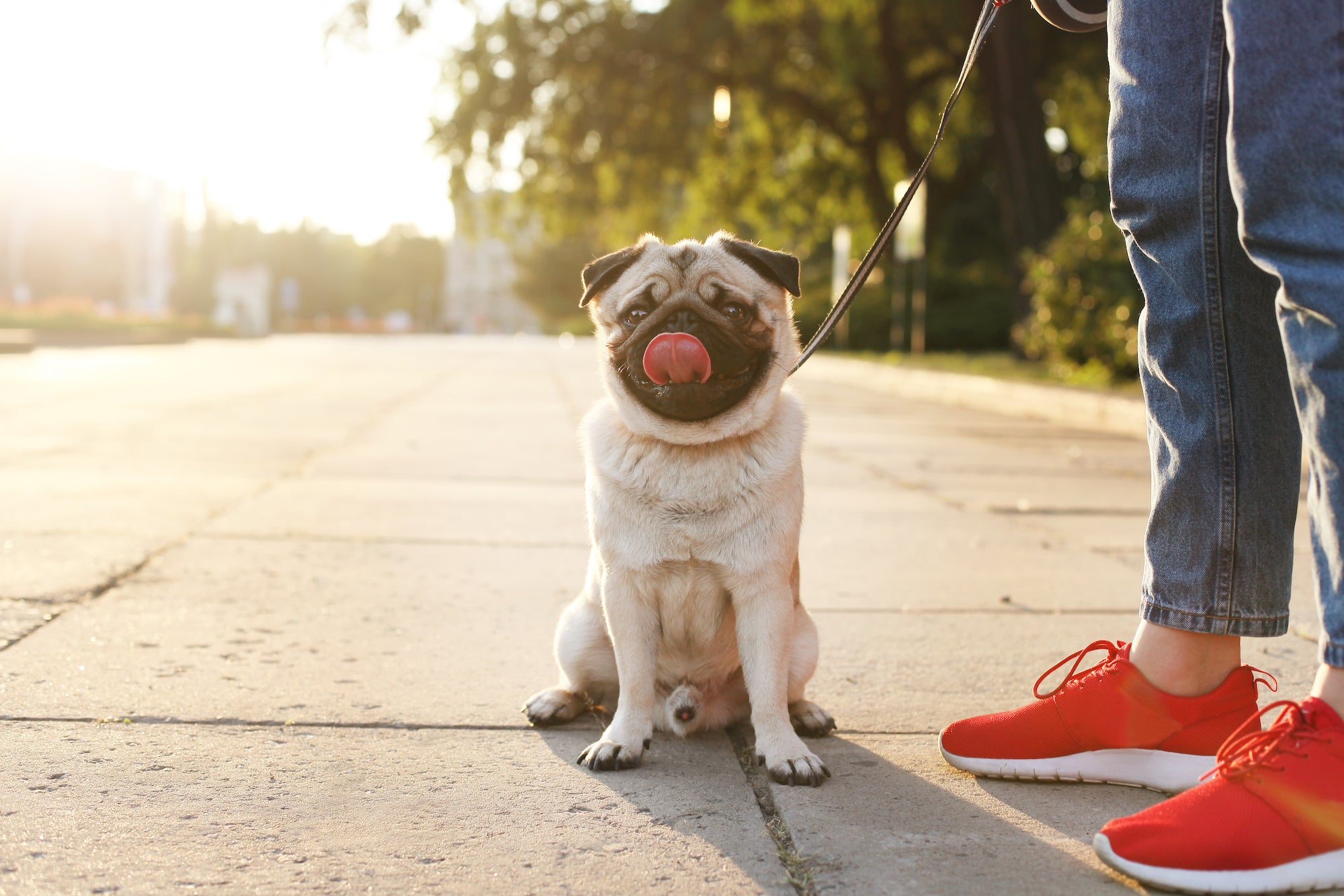5 Brachycephalic Dog Breeds at Risk for Heat Stroke: How Thegreenpetshop's Cool Pet Pad Can Help