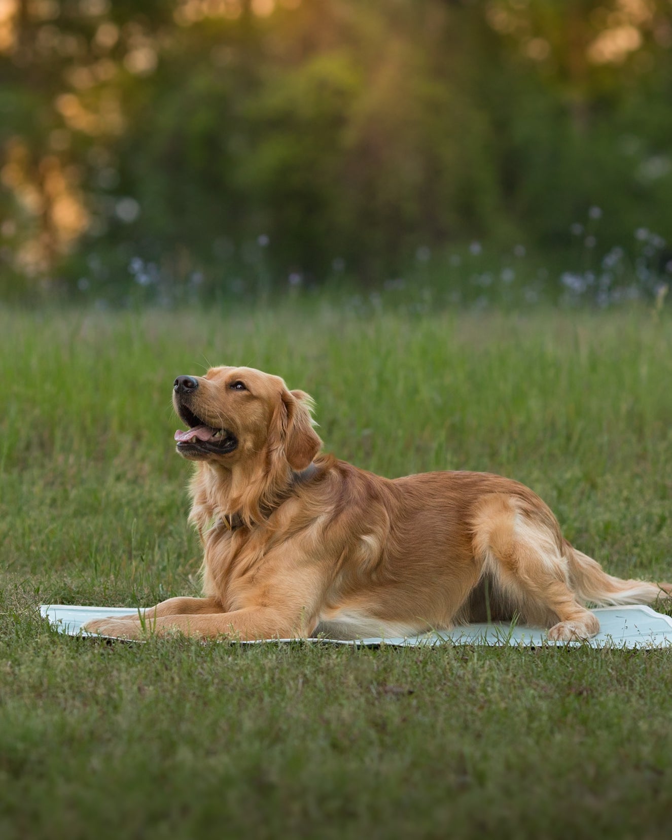 Keep Your Pets Cool During the Summer Heatwave with Thegreenpetshop's Cooling Solutions
